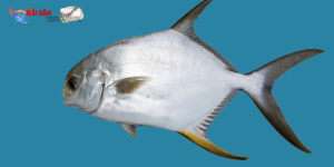 Cá Chim Trắng