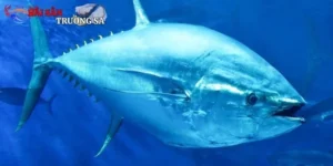 Cá Ngừ Đại Dương